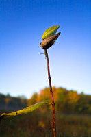 shiawassee_september_2007-02