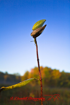 shiawassee_september_2007-02