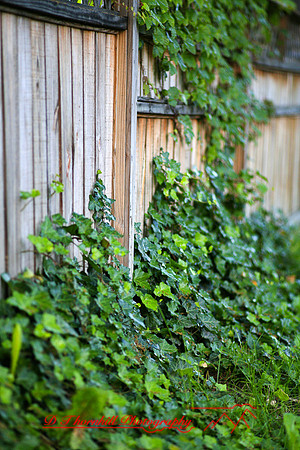 assorted-images-2006_034