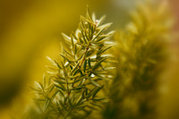 florida-nature-images-2011-01-nas