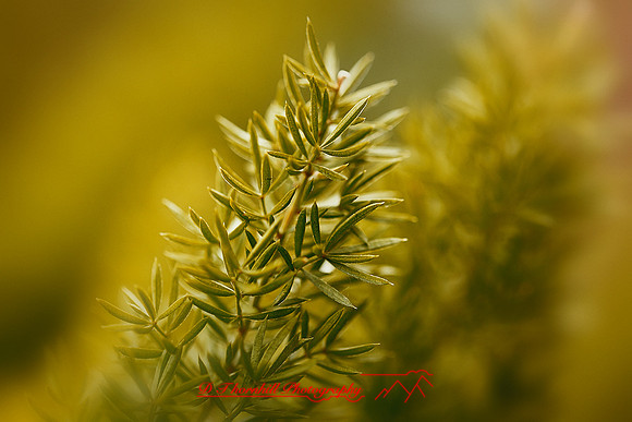 florida-nature-images-2011-01-nas