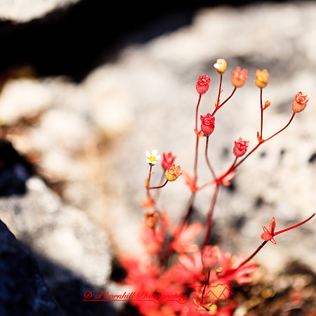 ireland-2013-220
