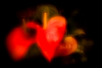 florida-2010-flowers_18