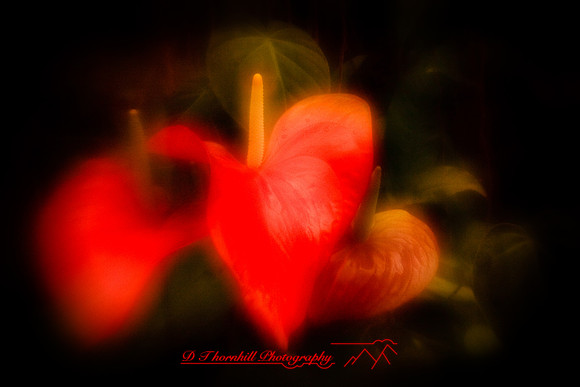 florida-2010-flowers_18