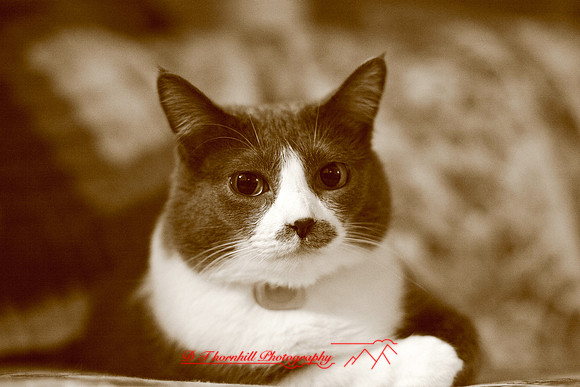 bastet_003