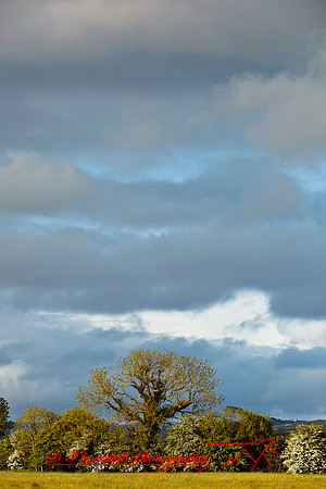 ireland-2013-341