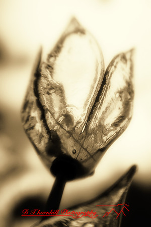 dow-gardens-infrared-2011-02-nas
