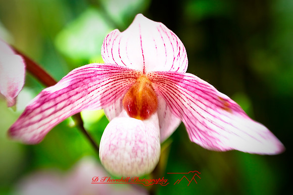 florida-2009-flowers_22.jpg