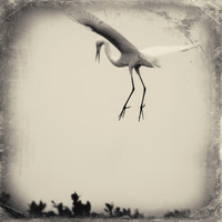 Images Nature