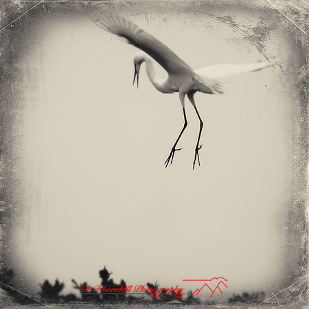 florida-2013-images-097-nas