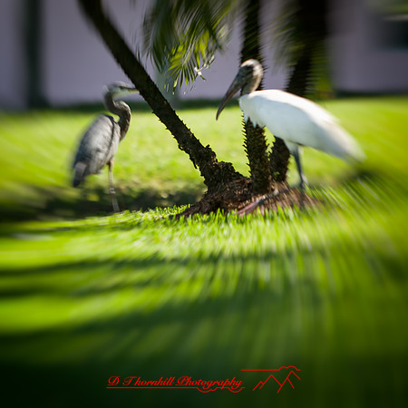 florida-nov-2015-color-002-nas