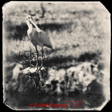 florida-nov-2015-color-001-nas