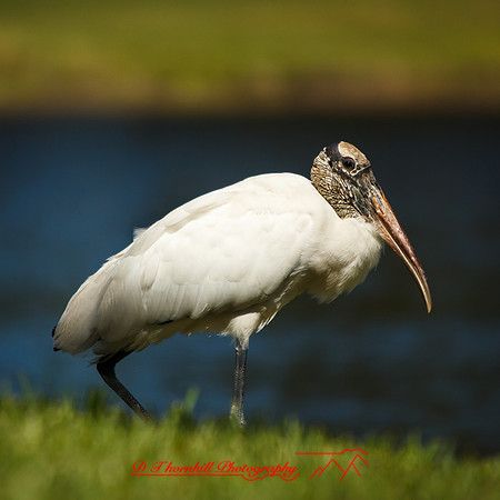 florida-nov-2015-color-005