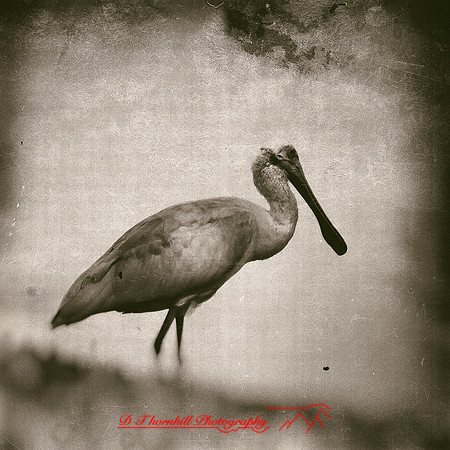 florida-nov-2015-color-006-nas
