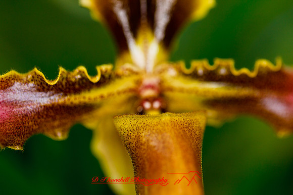 florida-flowers-2011-38