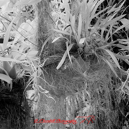 florida-nov-2015-infrared-005