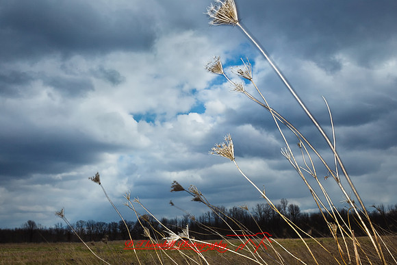 assorted_images-2011-33-nik