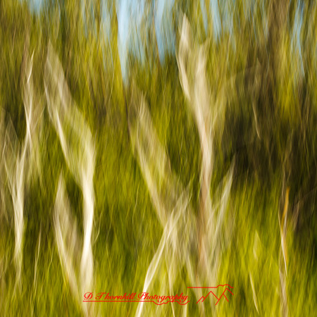 florida-march-2015-034
