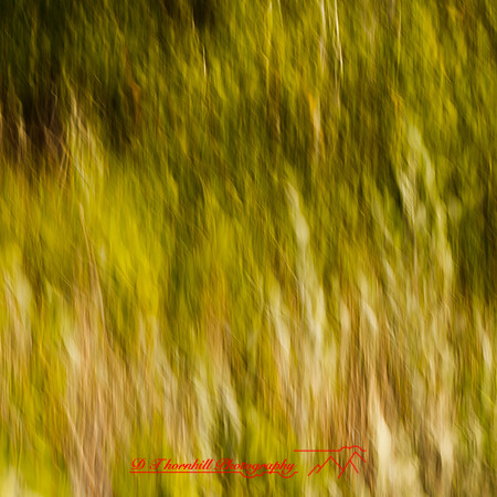 florida-march-2015-033
