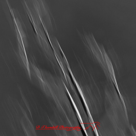 florida-march-2015-037