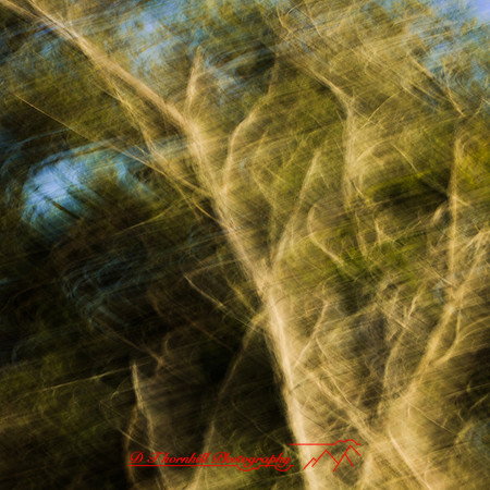 florida-march-2015-039