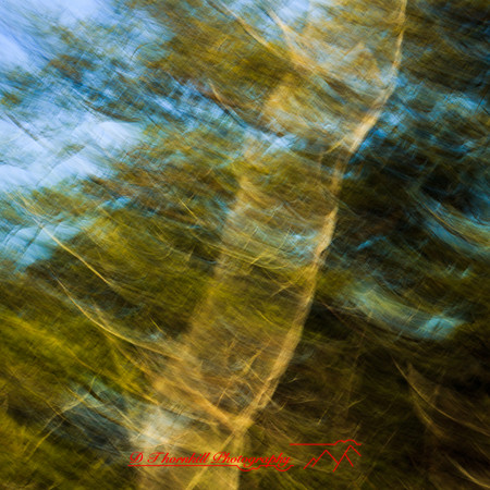 florida-march-2015-040