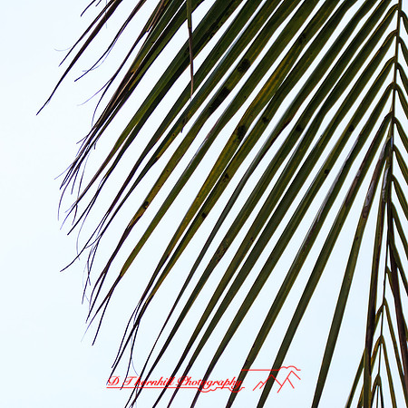 florida-march-2015-054