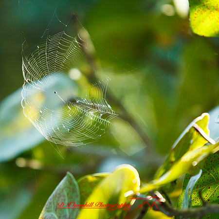 florida-march-2015-058