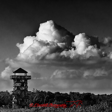 florida-march-2015-059-nas