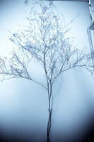 assorted_images-2007-61