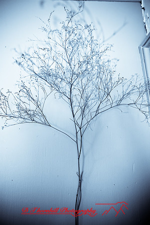 assorted_images-2007-61