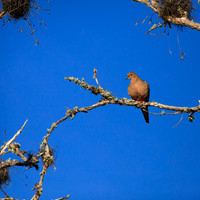 florida-march-2015-004