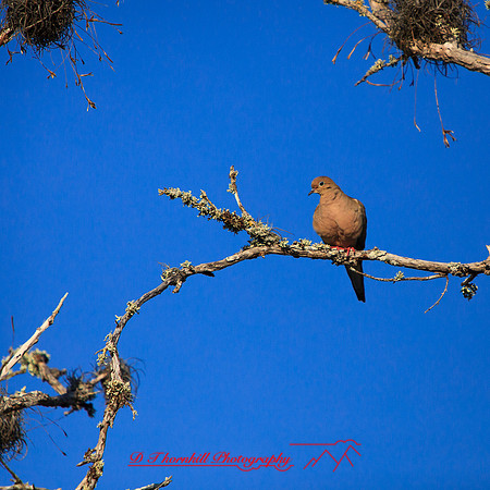 florida-march-2015-004