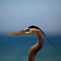 florida-march-2015-014