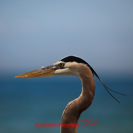 florida-march-2015-014
