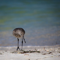 florida-march-2015-015