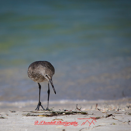 florida-march-2015-015