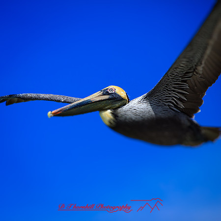 florida-march-2015-018-nas