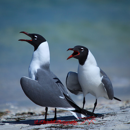 florida-march-2015-020