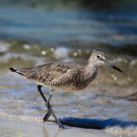 florida-march-2015-022