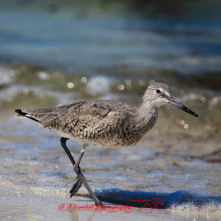 florida-march-2015-022