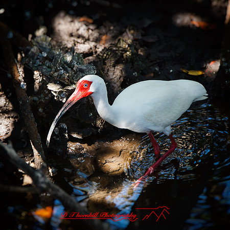 florida-march-2015-025-nas