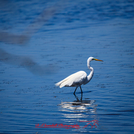 florida-march-2015-027