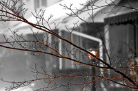 assorted_images-2008_49.jpg