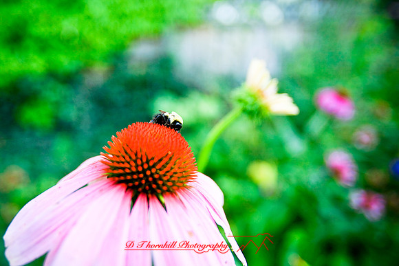 assorted_images-2007-34