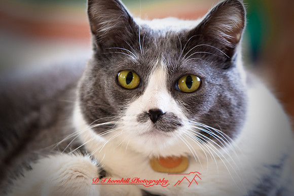 bastet_071