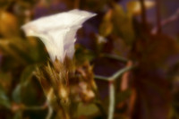 florida-nature-images-2011-13-nas