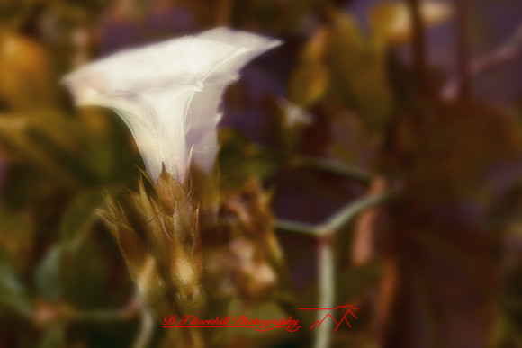 florida-nature-images-2011-13-nas