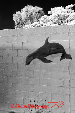 florida-2010-infrared-images_12