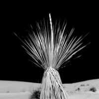 New Mexico